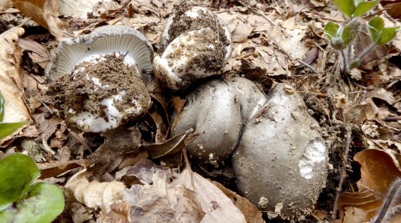 Hygrophorus marzuolus: uscita didattica a Bossico