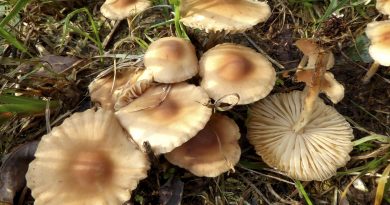 Lunedì 5 ottobre – determinazione e microscopia