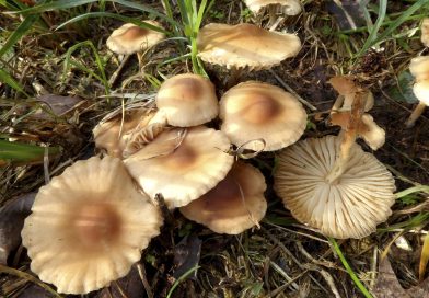 Lunedì 5 ottobre – determinazione e microscopia