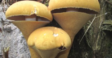 Lunedì 3 ottobre: Angelo Bincoletto presenta “I funghi: specie rare o poco conosciute”