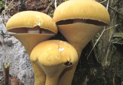 Lunedì 3 ottobre: Angelo Bincoletto presenta “I funghi: specie rare o poco conosciute”