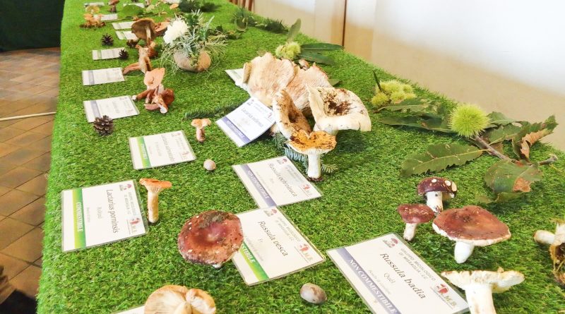 4 ottobre 2026: mostra micologica a Trezzo sull’Adda