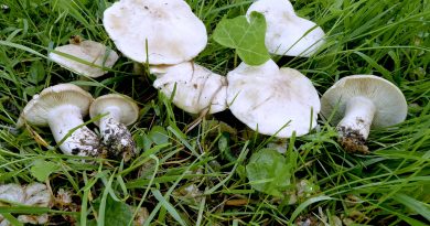 Lunedì 22 aprile: funghi primaverili I