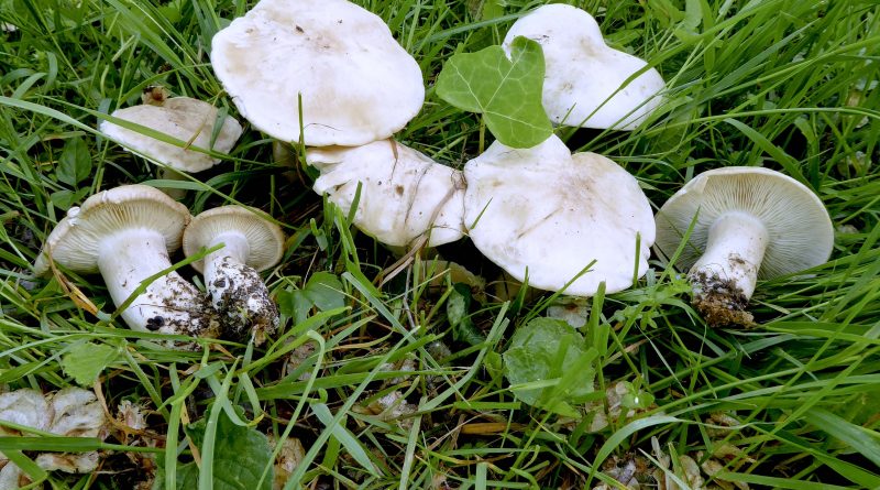 Lunedì 22 aprile: funghi primaverili I