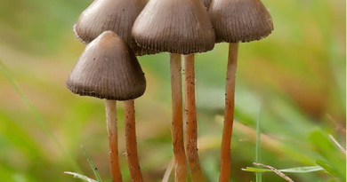 Lunedì 29 aprile: funghi psicoattivi