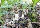 Esordio nel bosco: una neofita a caccia di Morchelle