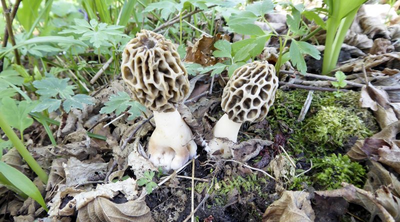 Esordio nel bosco: una neofita a caccia di Morchelle